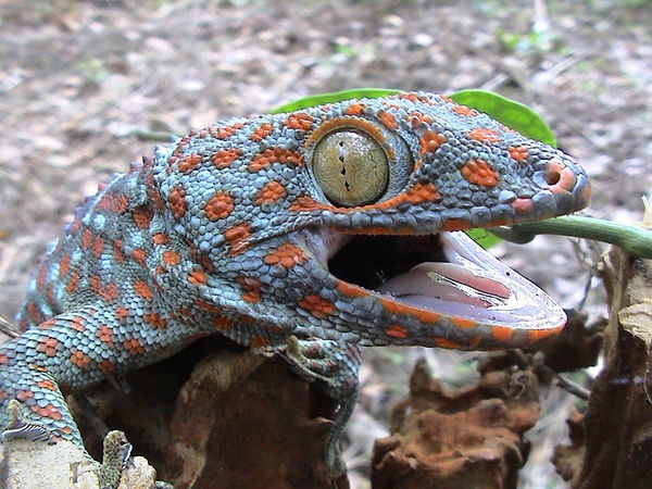 an orange and blue gecko with it's mouth open on a tree stump