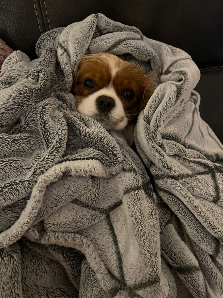 a small brown and white dog laying under a blanket