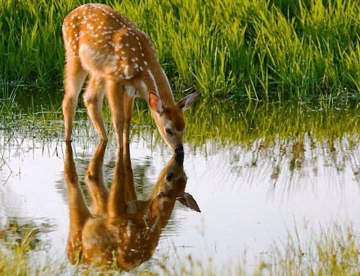 a deer drinking water from a pond with grass in the background and a quote about hunting is not a sport