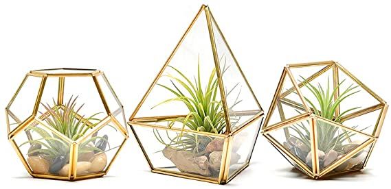 three glass vases with plants in them on a white surface, one is gold and the other is clear