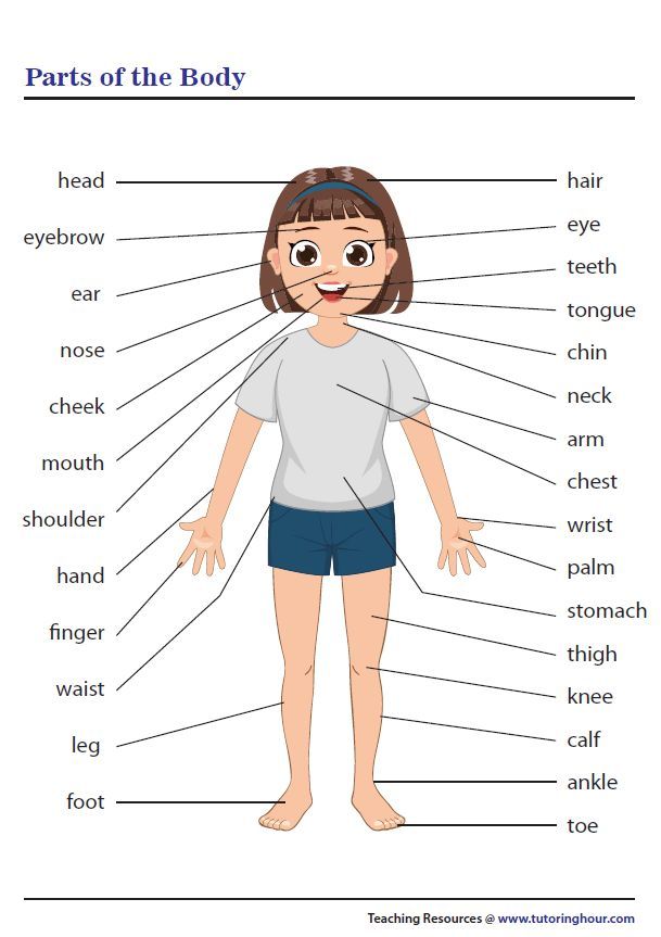 parts of the body diagram for kids