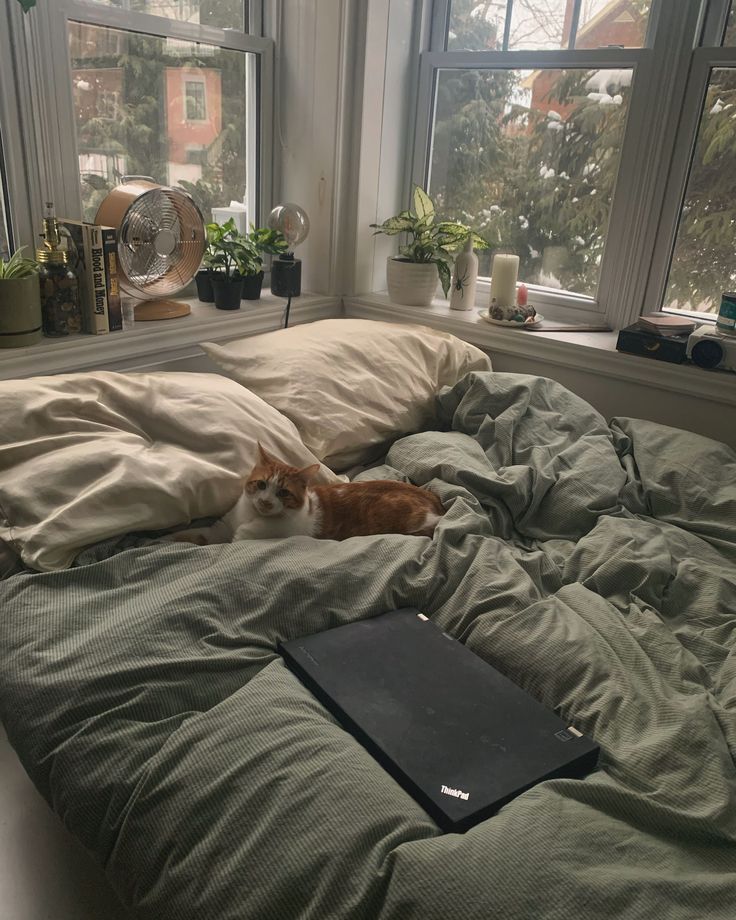 an orange and white cat laying on top of a bed next to a laptop computer