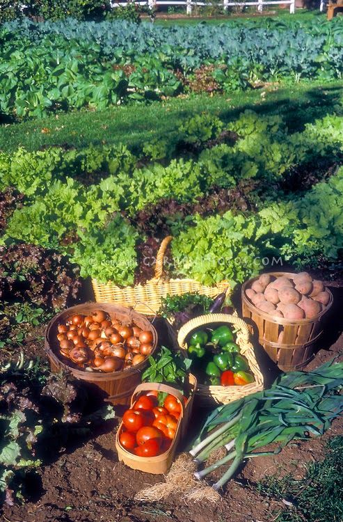 several baskets filled with vegetables sitting on top of a dirt ground in the middle of a field