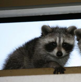 two baby raccoons are looking out the window