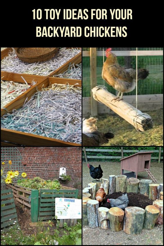 the cover of an article with pictures of chickens in their coops and chicken houses