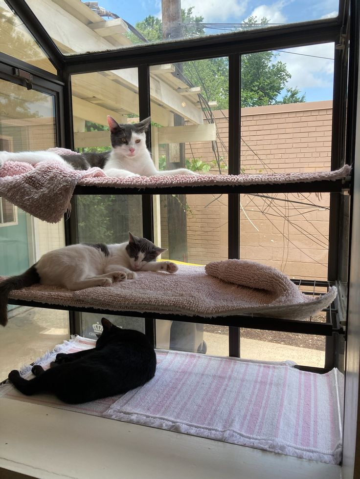 two cats laying on top of a cat bed in a window sill next to each other