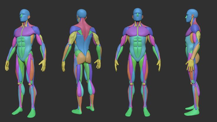 multiple views of the human body with muscles highlighted in different colors and sizes, including blue, green, pink, yellow and purple