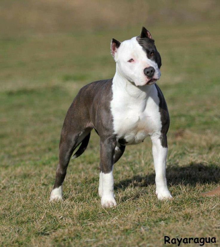 a black and white dog standing on top of a grass covered field