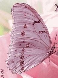 a white butterfly sitting on top of a pink flower