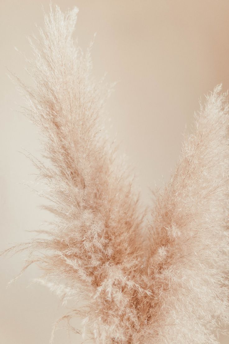 some brown and white flowers in a vase