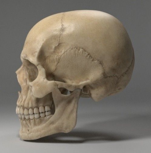 an image of a human skull on a gray background with clippings to the side