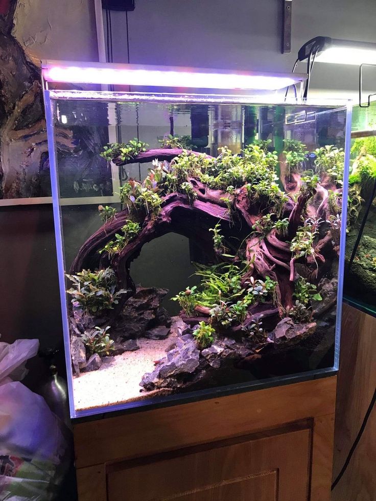 an aquarium filled with plants and rocks