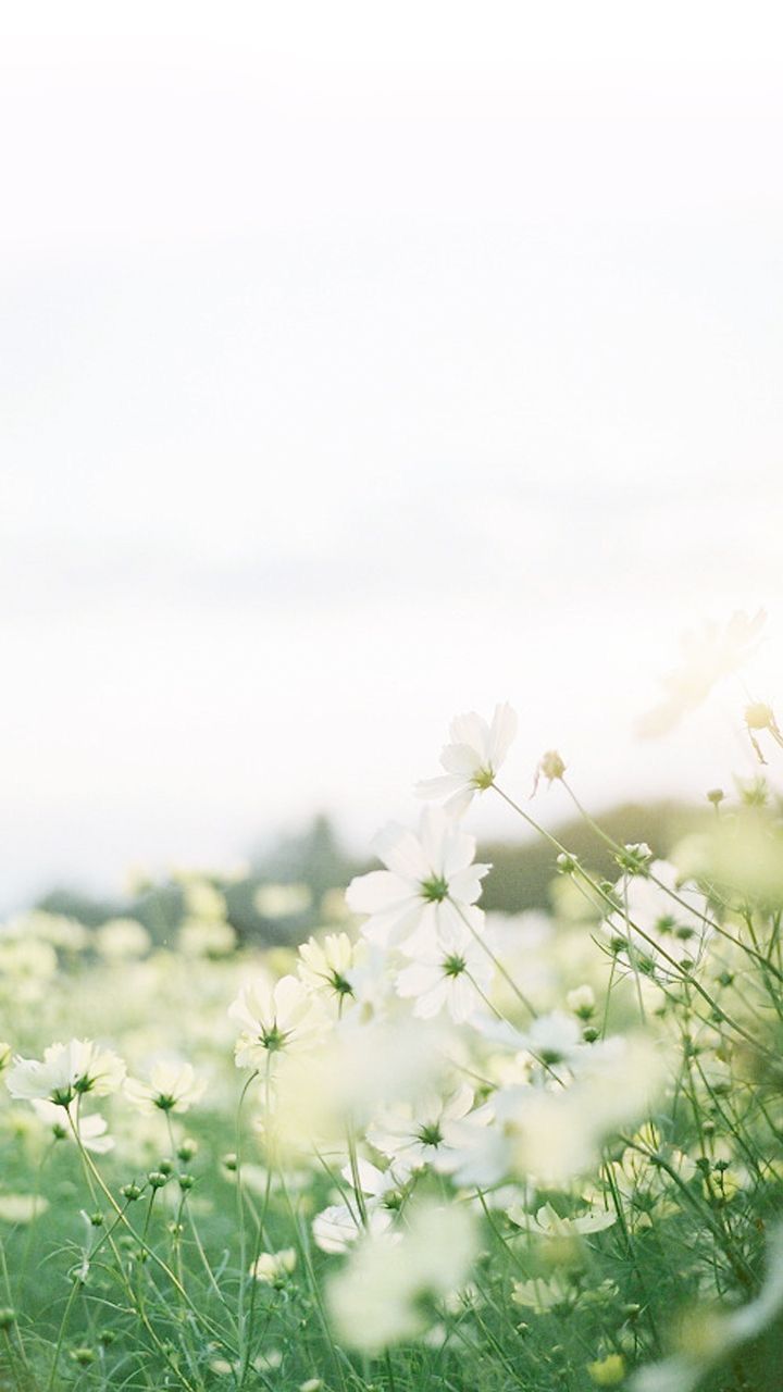 white flowers are growing in the grass on a sunny day