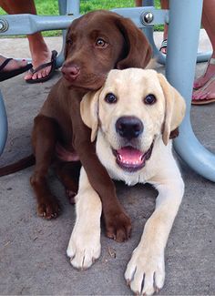 two dogs are sitting under a blue table