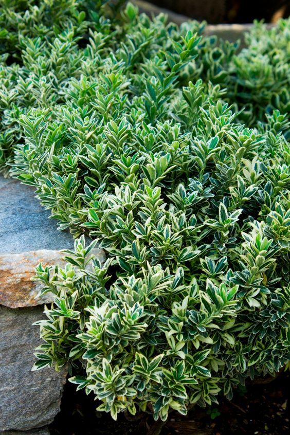 some very pretty green plants by some rocks