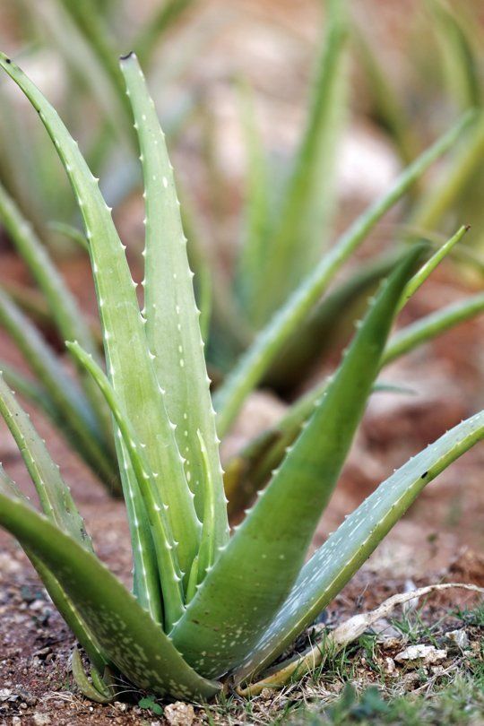 three pictures of aloei plants growing in the dirt, one with water droplets on it