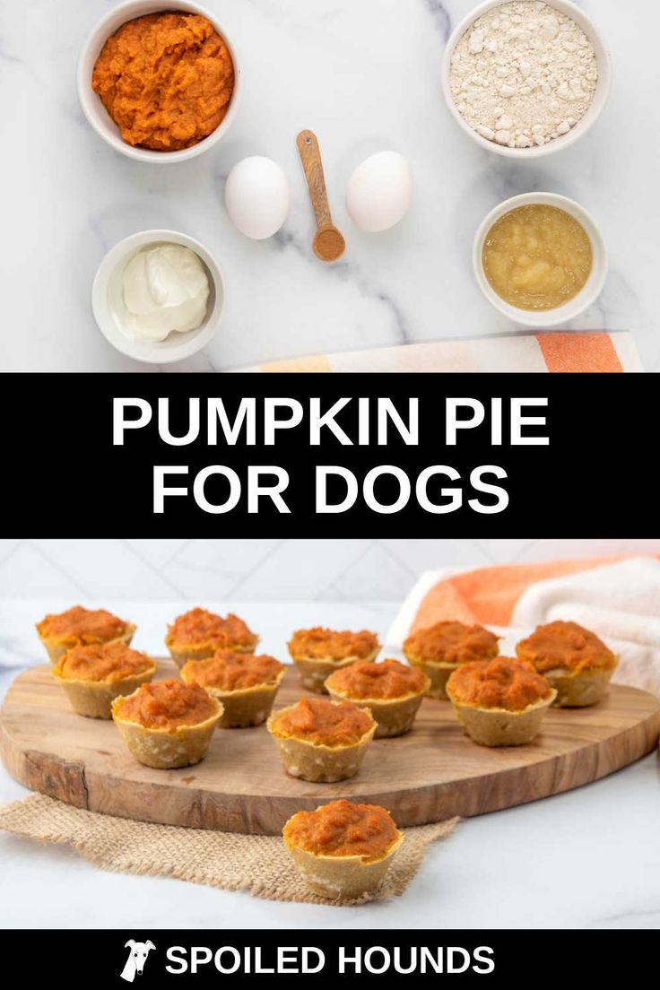 pumpkin pie for dogs is an easy and delicious treat