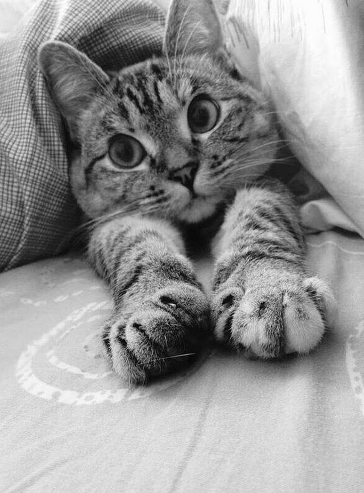 a close up of a cat laying on top of a bed