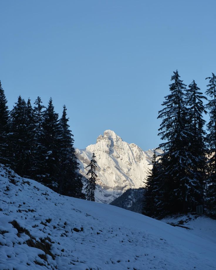 the snow covered mountain is surrounded by pine trees