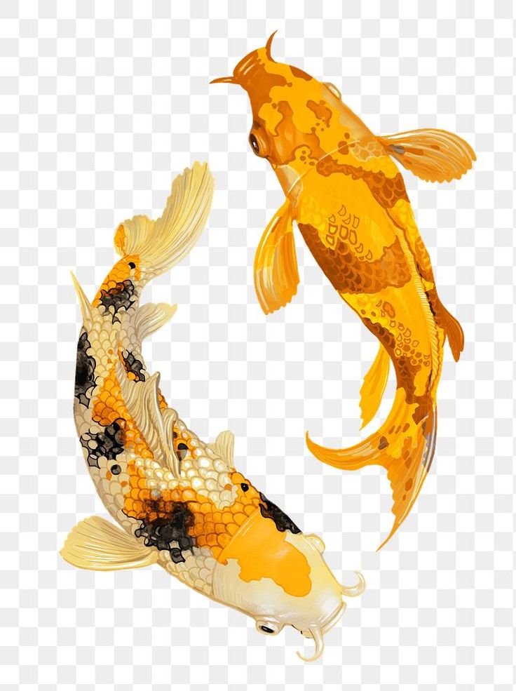 two gold and black koi fish swimming in the water, transparent background png