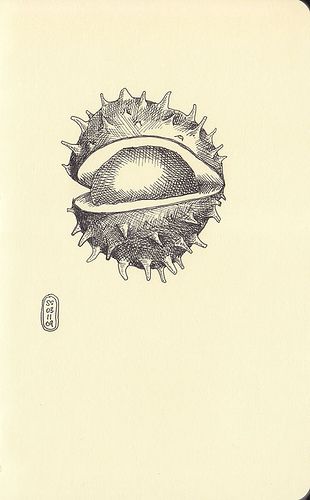 an ink drawing of a kiwi fruit