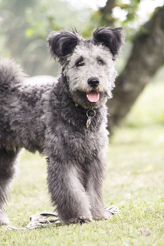 a small gray dog standing on top of a lush green field next to a tree