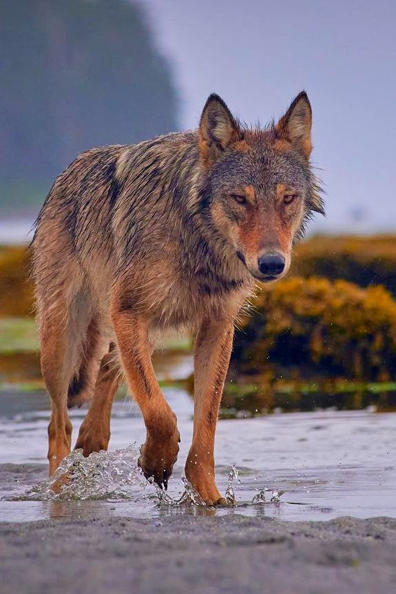 a wolf walking across a wet beach next to the ocean