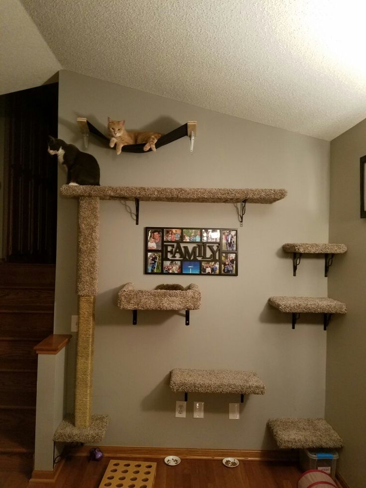 a cat tree in the corner of a room with several cats on top of it