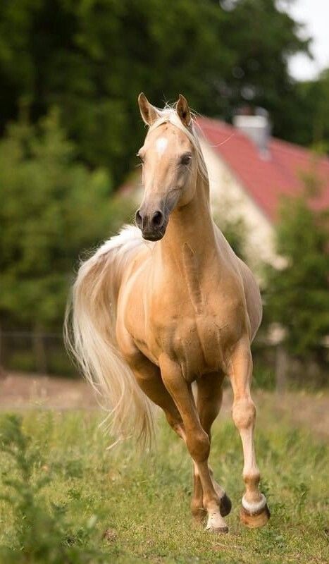 a horse is running in the grass outside