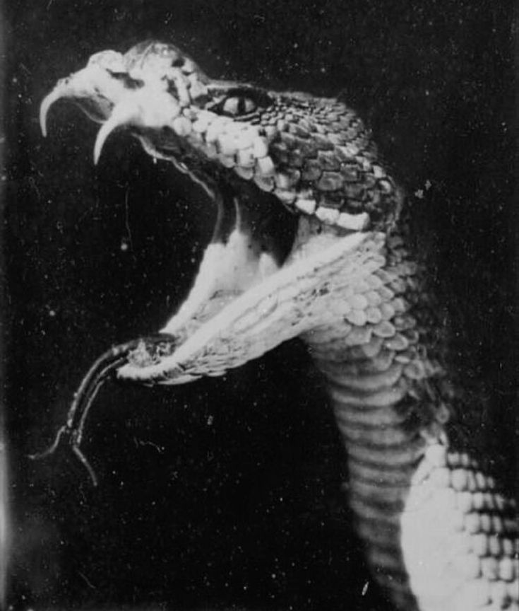 an image of a snake with its mouth open