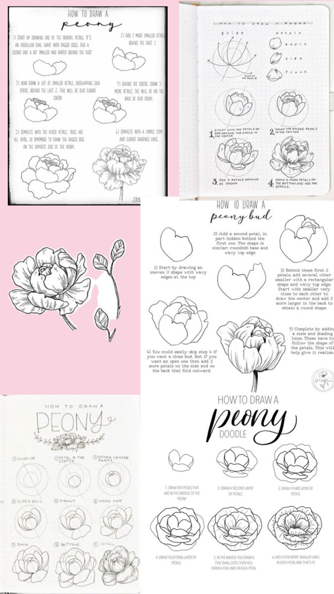 the instructions for how to draw peony flowers