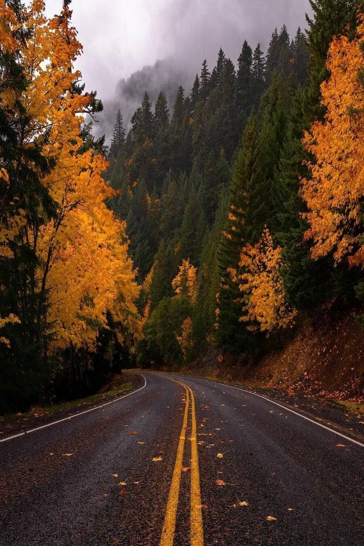 an empty road surrounded by trees with yellow leaves on the sides and dark clouds in the background