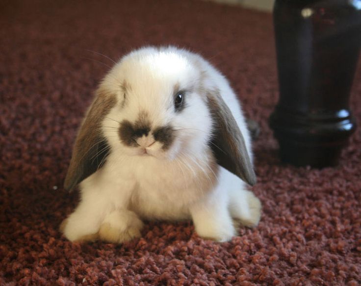 a white and brown rabbit sitting on top of a carpet