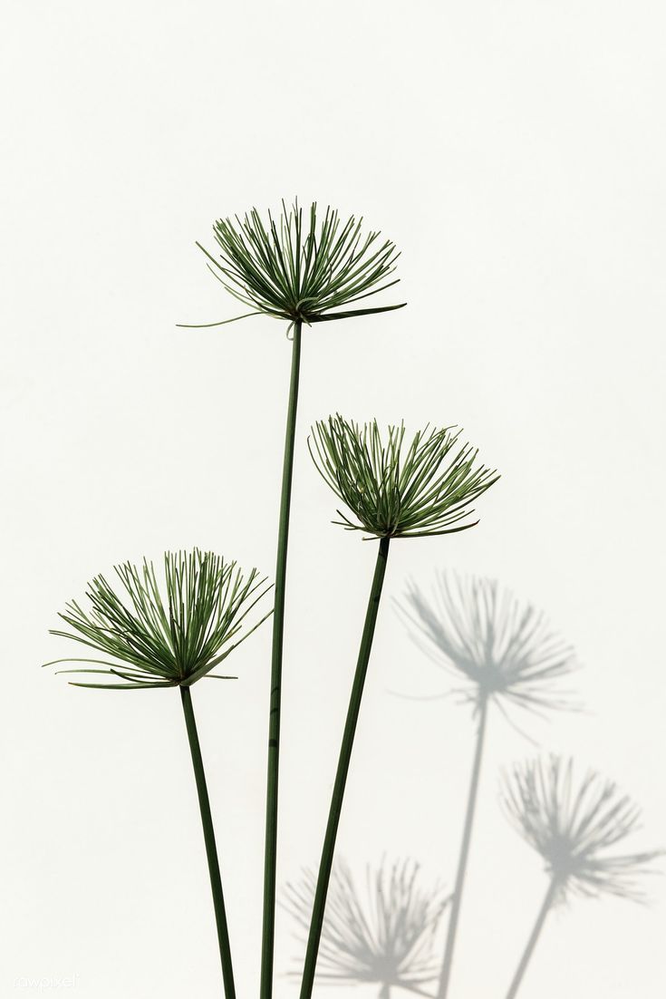 three green plants with long stems in front of a white background