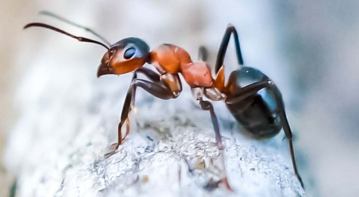 two ants standing on top of a piece of wood