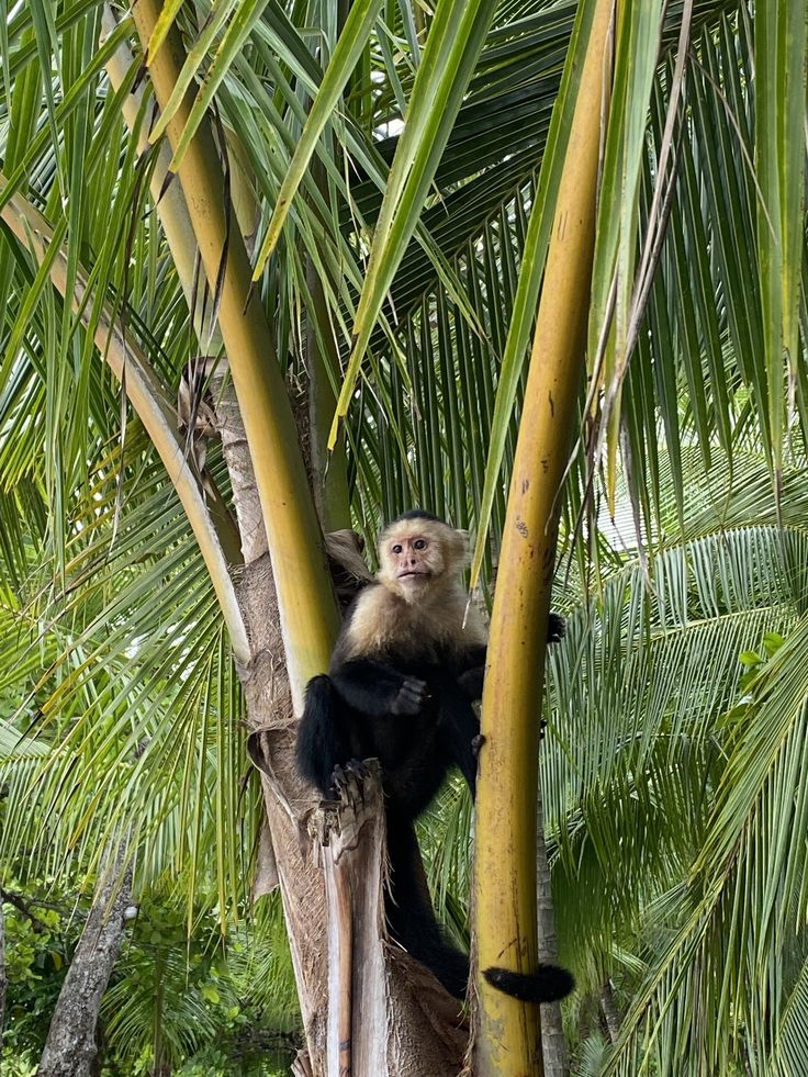 a monkey sitting on top of a palm tree