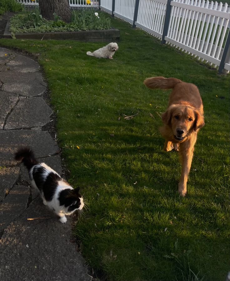 two dogs are playing in the yard with each other and one dog is running towards the camera