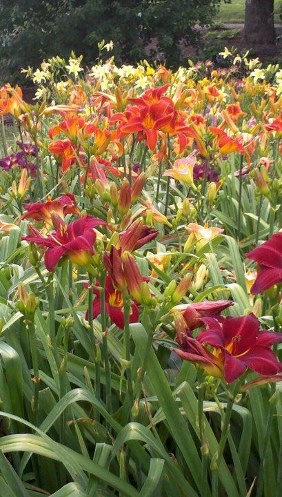 many different colored flowers in a garden