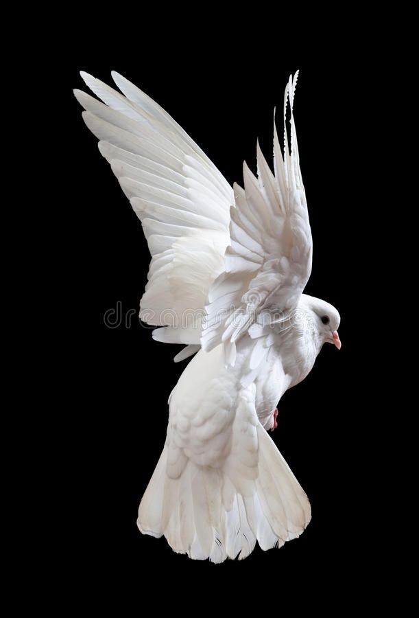 a white dove flying in the air with its wings spread