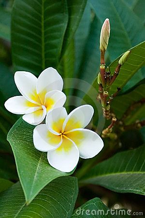 two white and yellow flowers on green leaves