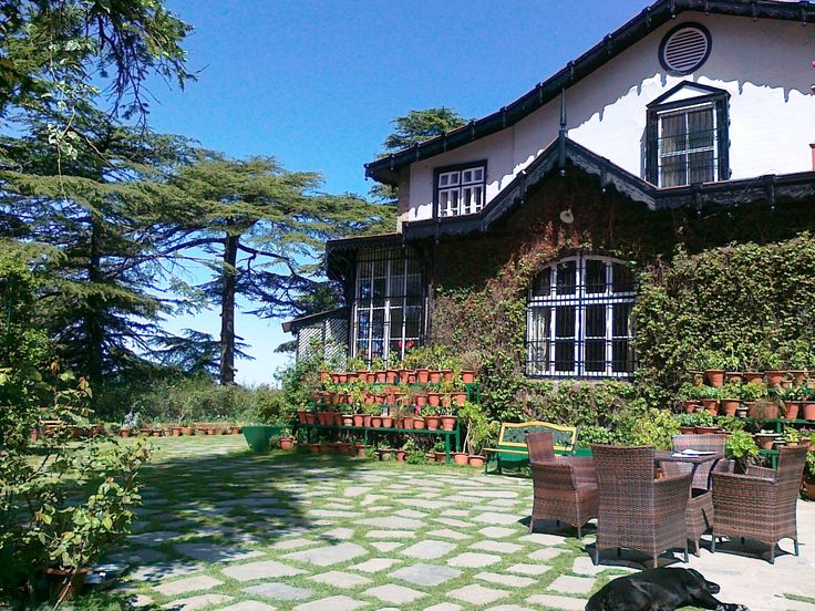 a dog laying on the ground in front of a house with plants growing around it