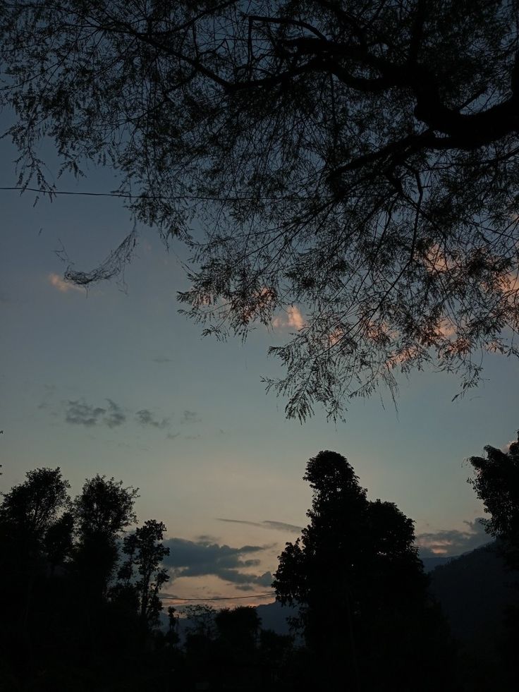 the silhouette of trees against a blue sky at dusk with clouds in the distance,