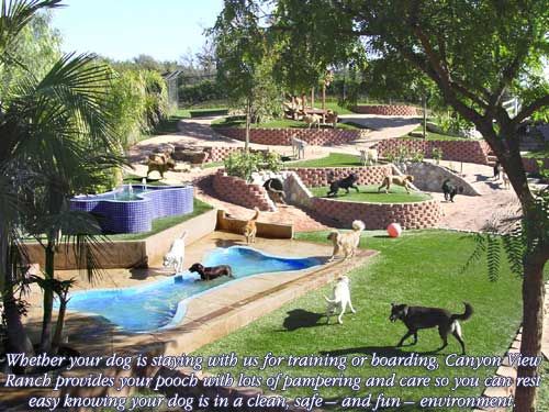 there are many dogs playing in the grass by the pool and water slide at the dog park