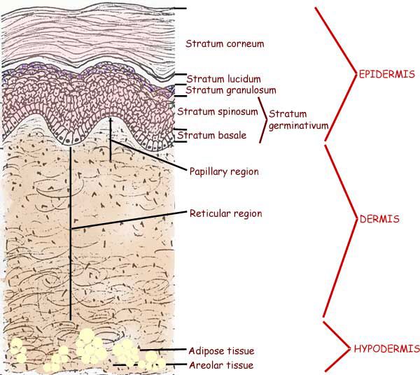 the layers of an animal's body are labeled in red and white text,