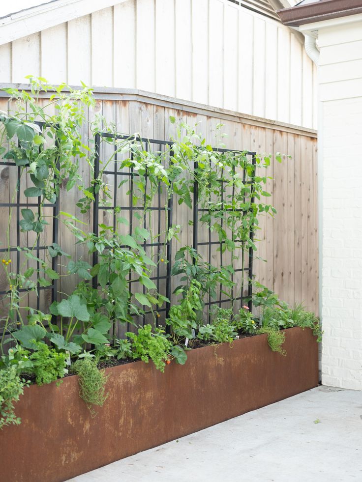 an outdoor garden with various plants growing on the side of a fenced in area