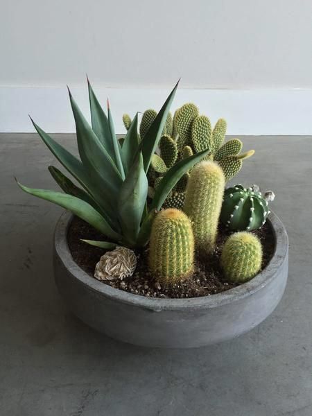 a potted plant sitting on top of a cement floor next to other plants and rocks