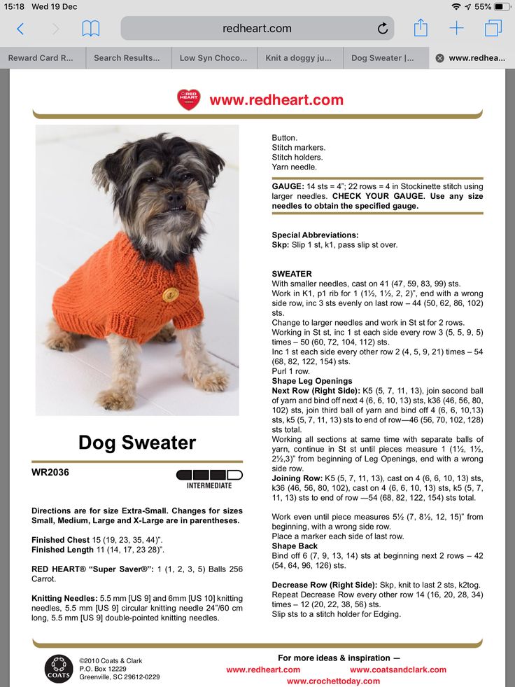 a dog wearing an orange sweater is shown in the front page of a newspaper article