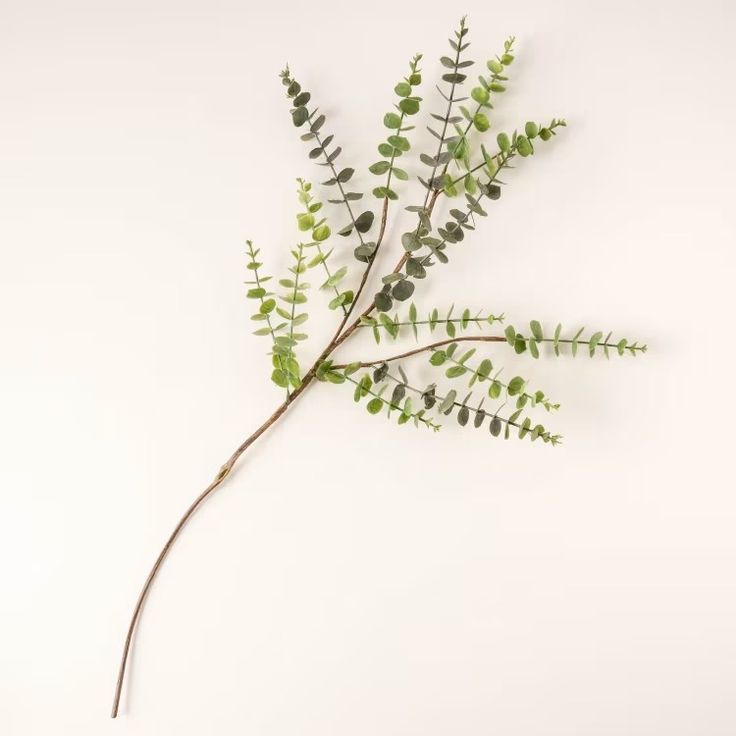 a plant with green leaves on a white background