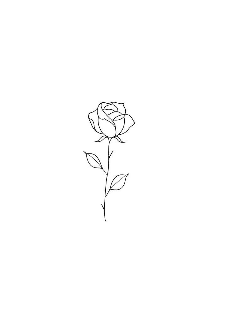 a single rose on a white background