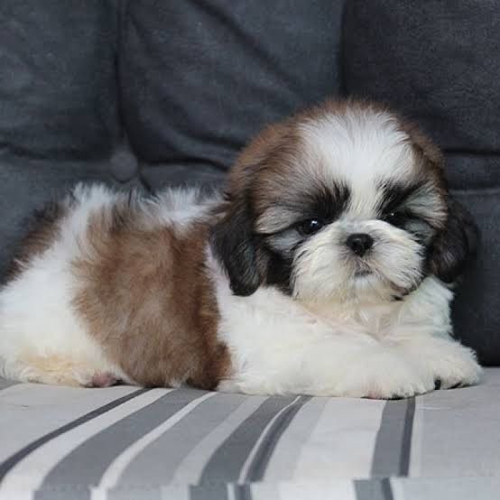 a small brown and white dog laying on top of a couch